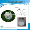 Extracto de Planta Natural Scopolamine 99% en stock